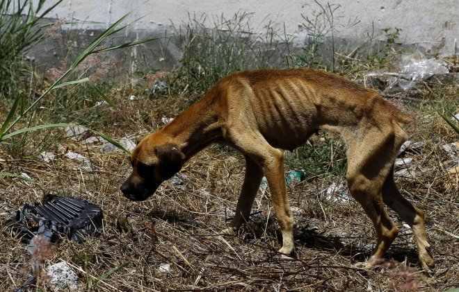A stray dog walks into an empty lot in San Jose, Costa Rica, April 22, 2016. In a lush, sprawling corner of Costa Rica, hundreds of dogs roam freely on a hillside - among the luckiest strays on earth. Fed, groomed and cared for by vets, more than 750 dogs