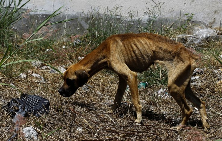 A stray dog walks into an empty lot in San Jose, Costa Rica, April 22, 2016. In a lush, sprawling corner of Costa Rica, hundreds of dogs roam freely on a hillside - among the luckiest strays on earth. Fed, groomed and cared for by vets, more than 750 dogs A stray dog walks into an empty lot in San Jose, Costa Rica, April 22, 2016. In a lush, sprawling corner of Costa Rica, hundreds of dogs roam freely on a hillside - among the luckiest strays on earth. Fed, groomed and cared for by vets, more than 750 dogs