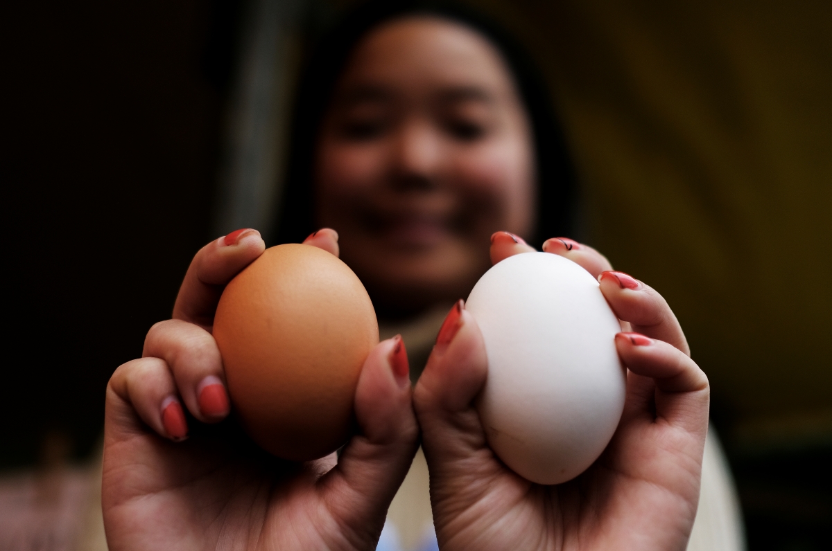 Hen's eggs to fight cancer