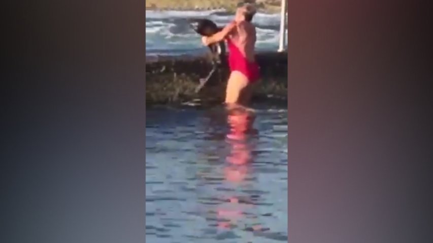 Australian woman wrestling a shark goes viral