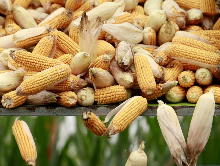 Genetically engineered corn to contain amino acid in meat Genetically engineered corn to contain amino acid in meat