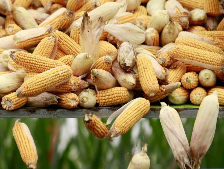 Genetically engineered corn to contain amino acid in meat