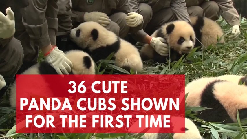 Cuteness overload as 36 giant panda cubs make first public appearance