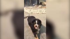Watch heart-warming moment Santa Rosa man reunites with missing dog