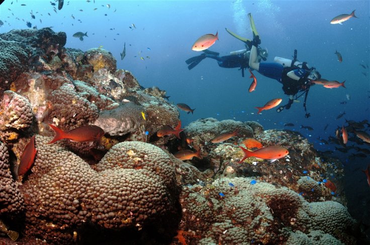 coral reefs