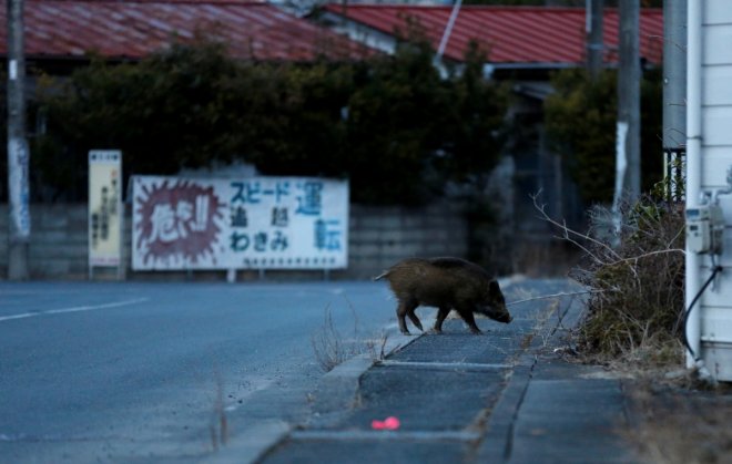 Wild boar walks on a street at a residential area in an evacuation zone