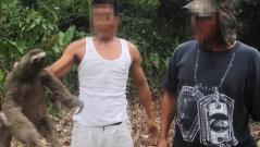 Shocking video shows illegal loggers capture sloth