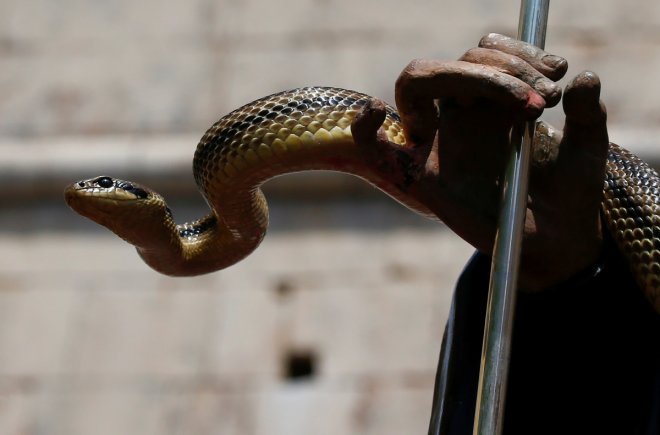 A snake covers a wooden statue of Saint Domenico during a procession in Cocullo