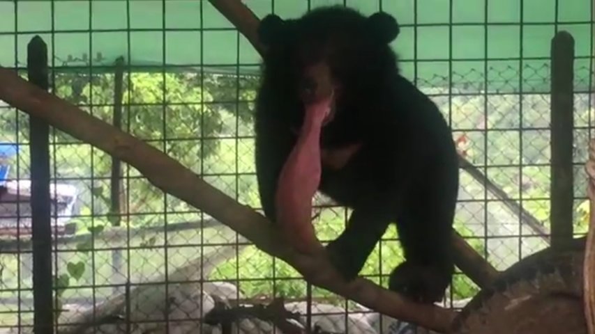 University of Edinburgh vets helps save bear with monstrously enlarged tongue