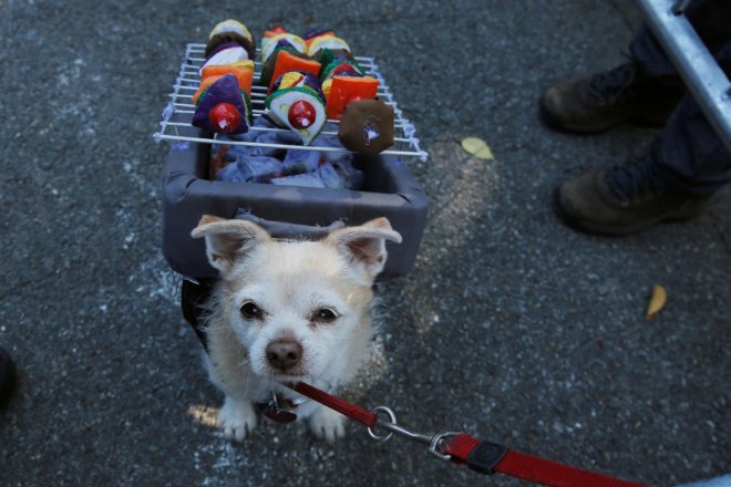 Halloween for dogs