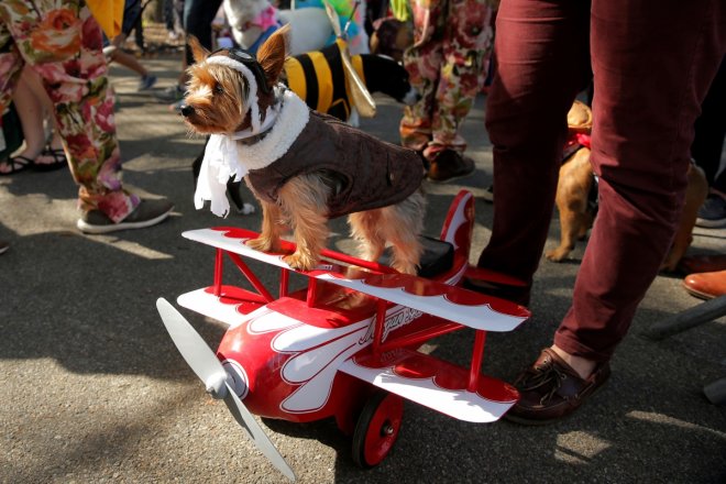 27th annual Halloween dog parade