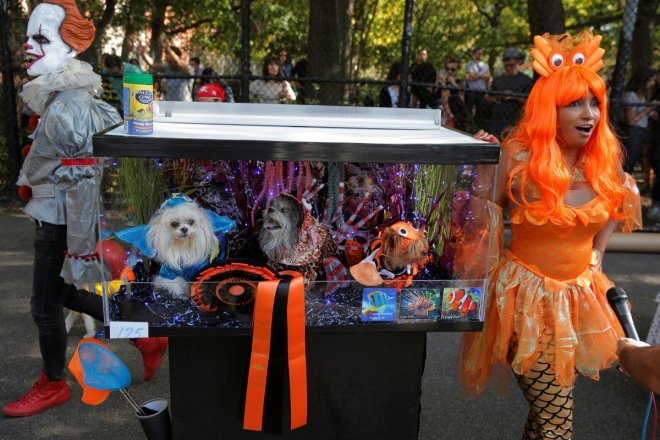 halloween dog parade