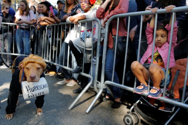 halloween dog parade