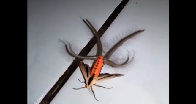 Terrifying Insect