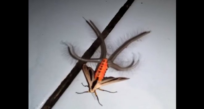 Terrifying Insect Terrifying Insect