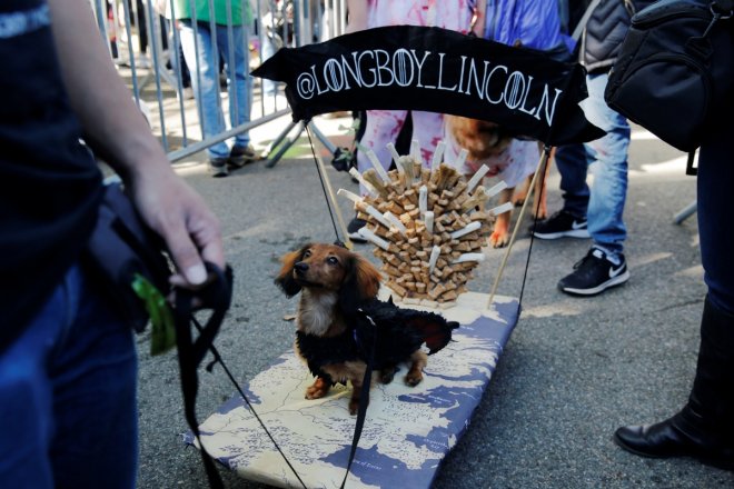 halloween dog parade