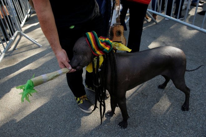 halloween dog parade