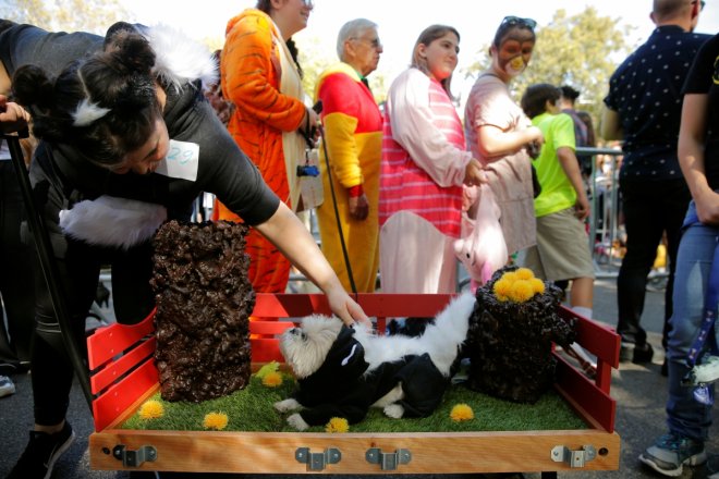 halloween dog parade