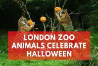 London Zoo animals munch on Halloween themed treats