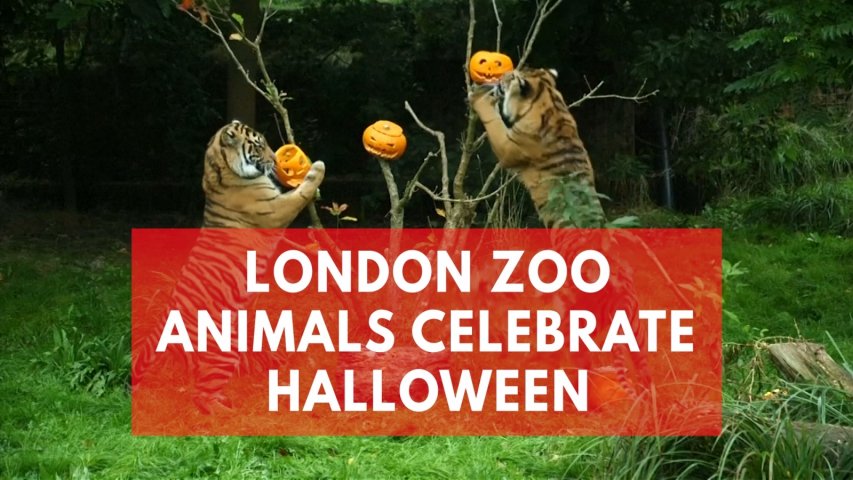 London Zoo animals munch on Halloween themed treats
