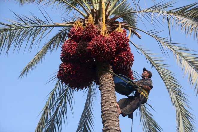 Dwarf Date Palm