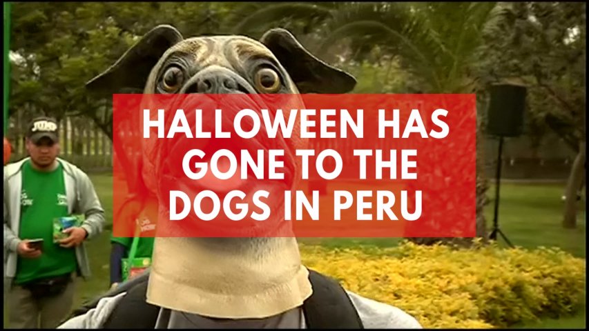 Halloween hounds show off the latest in costume fashions