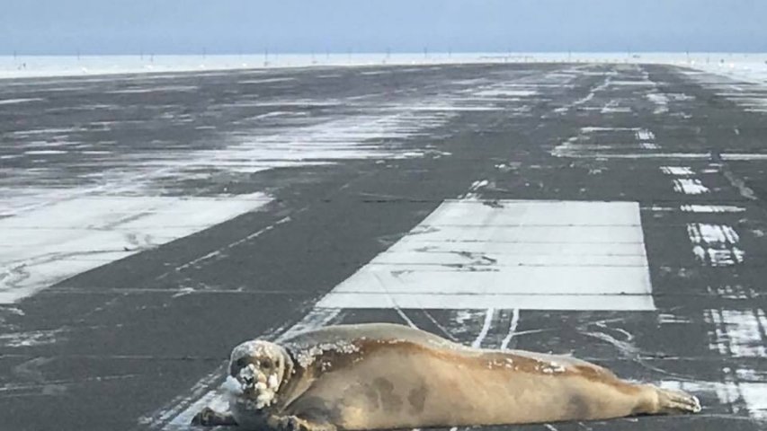 450-pound seal removed from Alaska airport runway