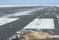 450-pound seal removed from Alaska airport runway