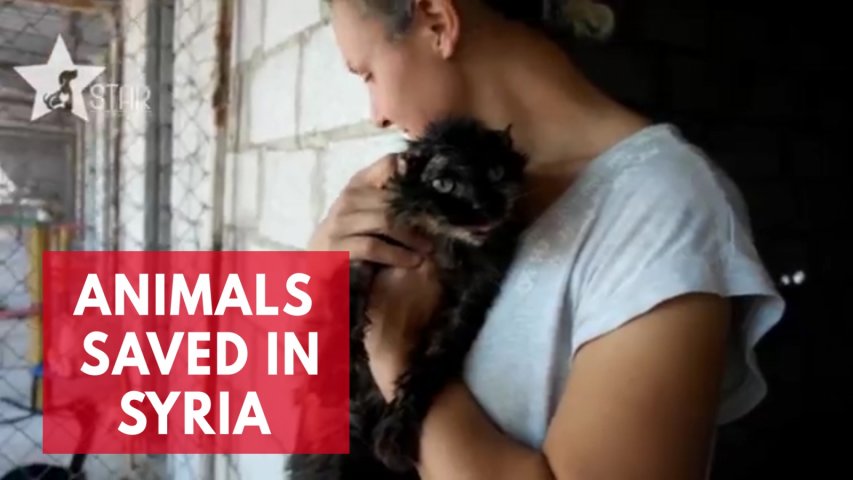 These wounded animals are being saved from Syrias civil war