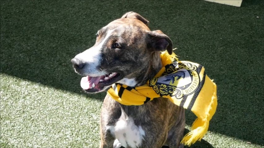 Dog rescue centre sorts pups into Harry Potter houses