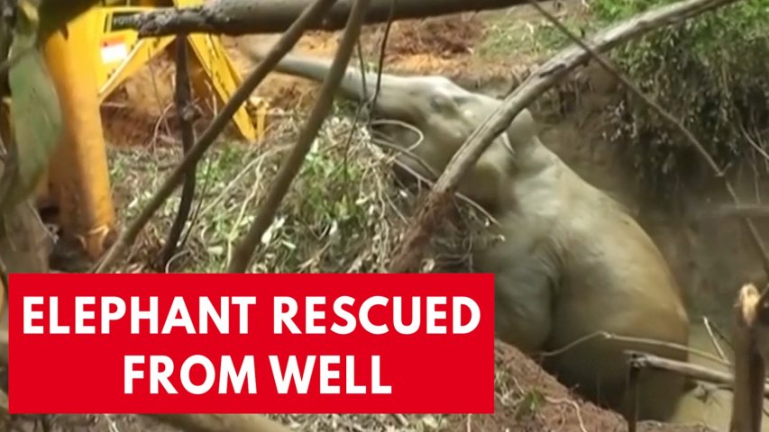 Elephant rescued after becoming trapped in a well
