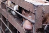 Indonesias dog meat trade exposed in horrific video Indonesias dog meat trade exposed in horrific video