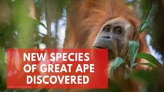 New species of Great Ape discovered
