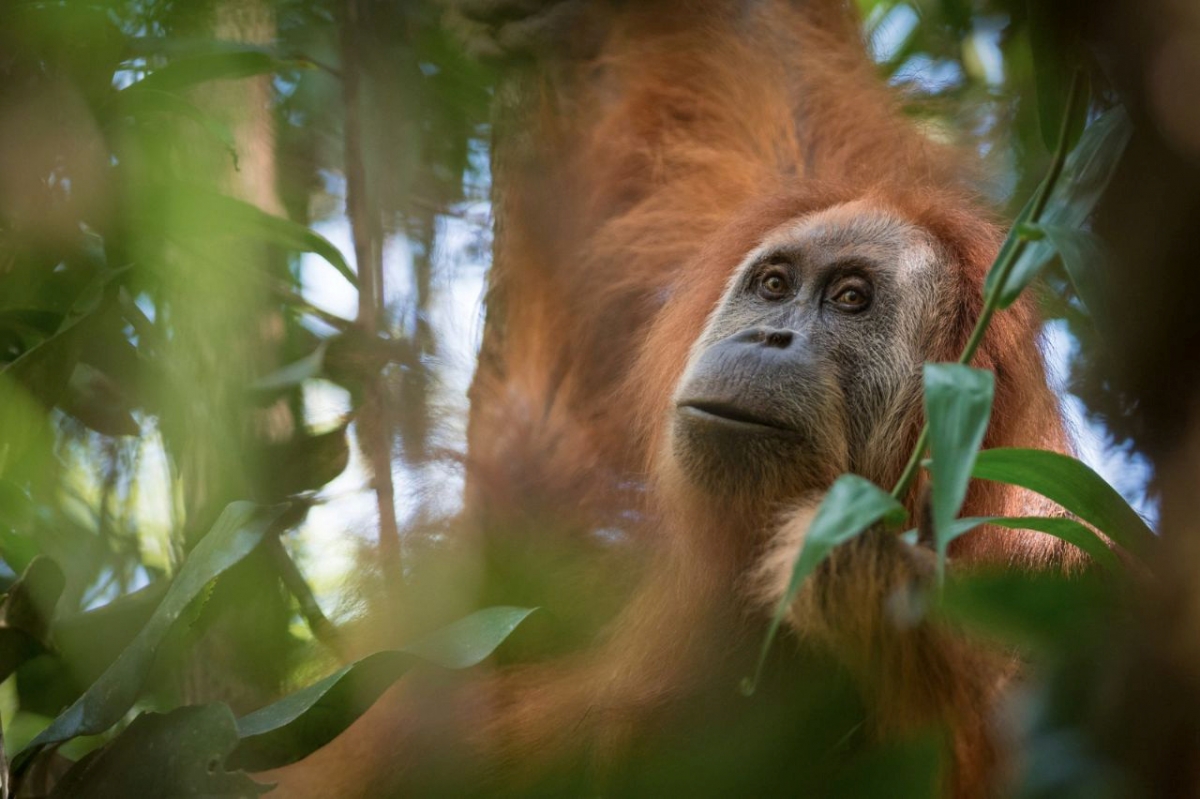 Bornean orangutan brutally stabbed to death in Indonesia  