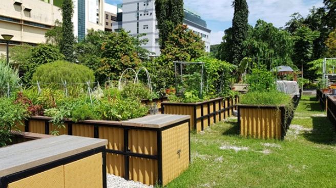 Allotment gardens