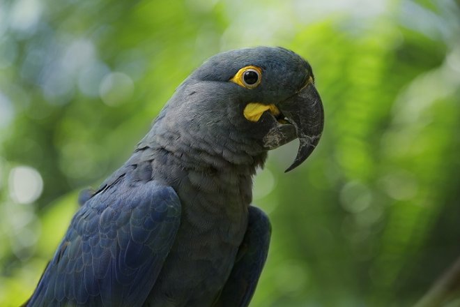 The endangered Lear's Macaw—on a 10-year loan to Jurong Bird Park—is distinguishable by its yellow teardrop-shaped marking near its beak.