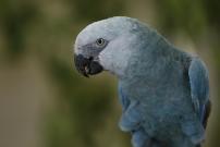 The critically endangered Spix's Macaw—is likely extinct in the wild with just over 150 individuals left under human care worldwide