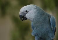 The critically endangered Spix's Macaw—is likely extinct in the wild with just over 150 individuals left under human care worldwide