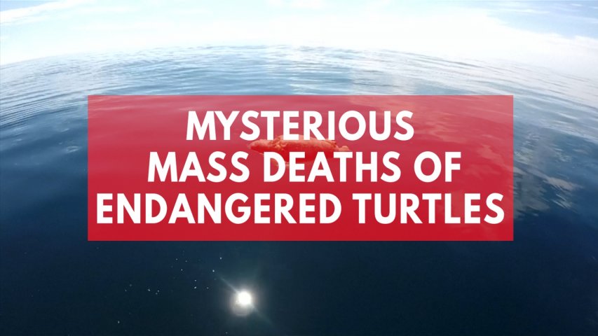 El Salvador investigates mysterious mass deaths of endangered turtles