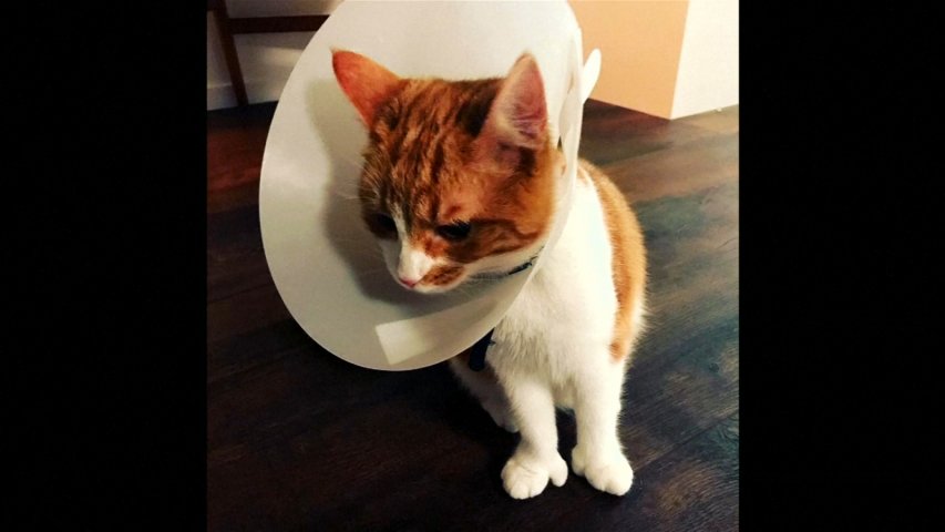 New Zealands first cat, Paddles dies in a car accident