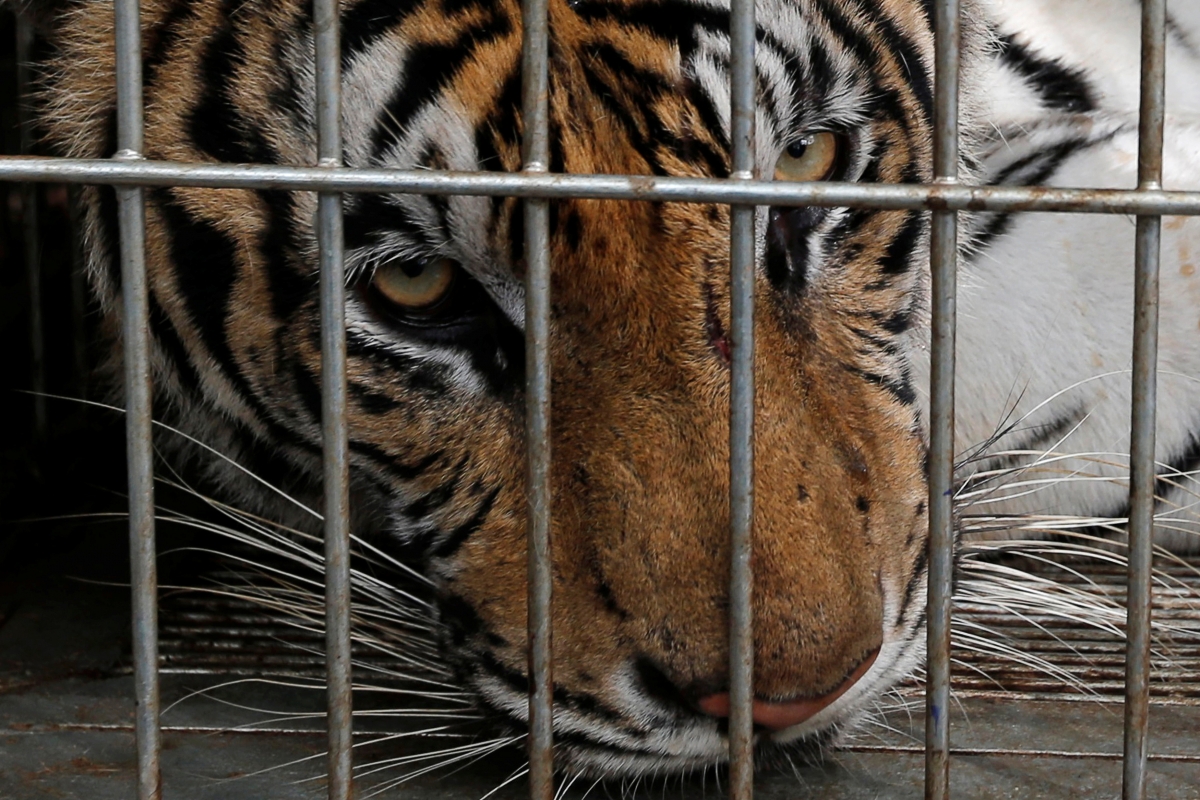 Thailand Tiger Temple investigation uncovers slaughterhouse