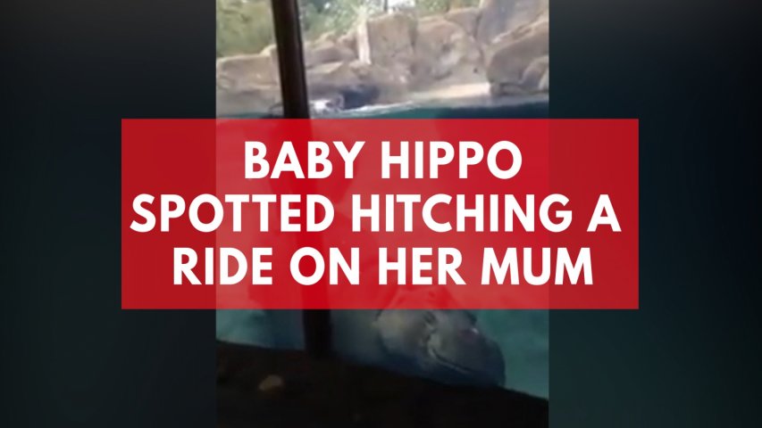 Baby Hippo spotted hitching a ride on her mum