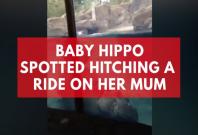Baby Hippo spotted hitching a ride on her mum