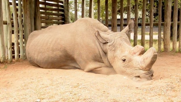 Heartbreaking video shows the last male northern white rhino: This is what extinction looks like