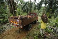 Malaysia upset of Singapore University's research linking palm oil to heart disease