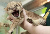 Siberian lion cub