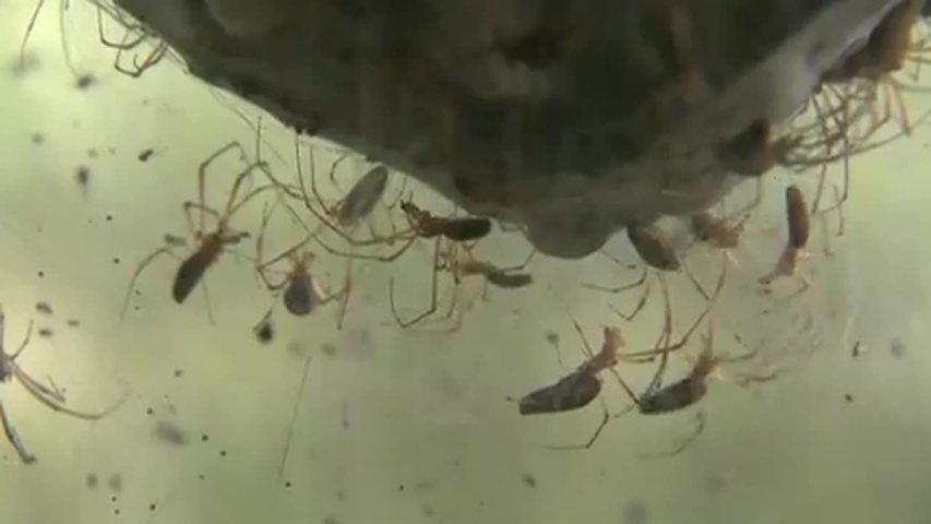 Weird spiders engulf Jerusalem forest with huge webs