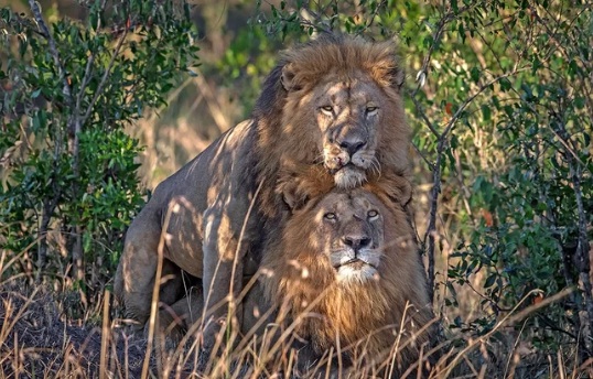 Gay Lions