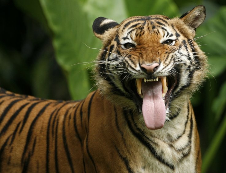 Malaysian tiger killed in road accident