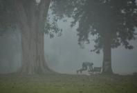 A man exercises in a park on a smoggy morning in New Delhi.